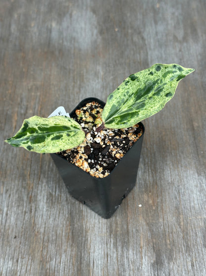 Hoya Sp. Crocodile