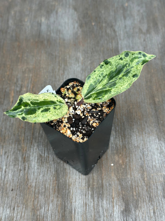 Hoya Sp. Crocodile