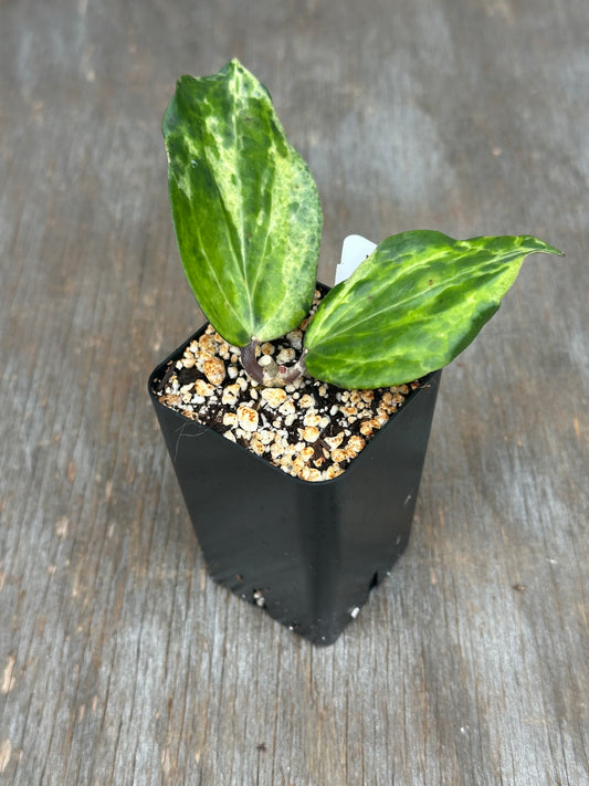 Hoya Sp. Crocodile