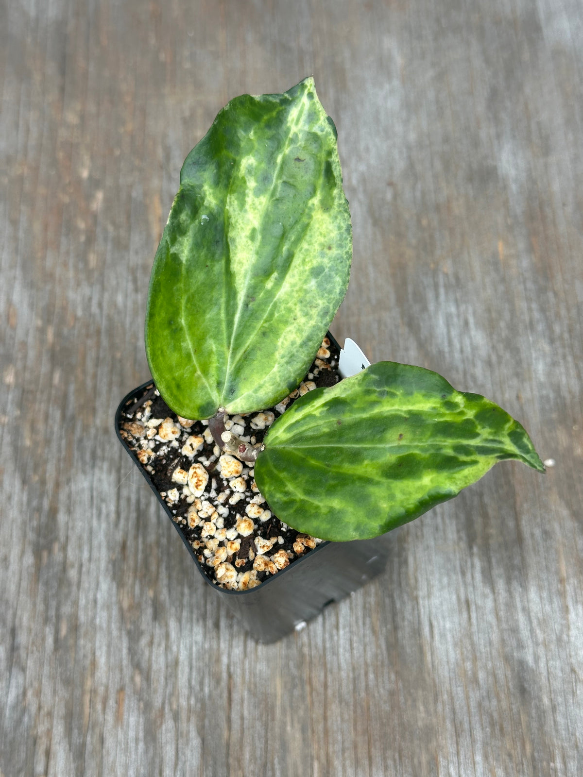 Hoya Sp. Crocodile