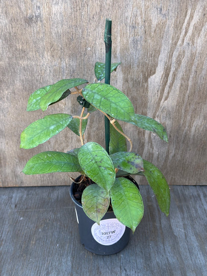 Hoya sp. Gangung Gading plant staked in a 4-inch pot, perfect for collectors of rare variegated tropical houseplants from Next World Exotics.