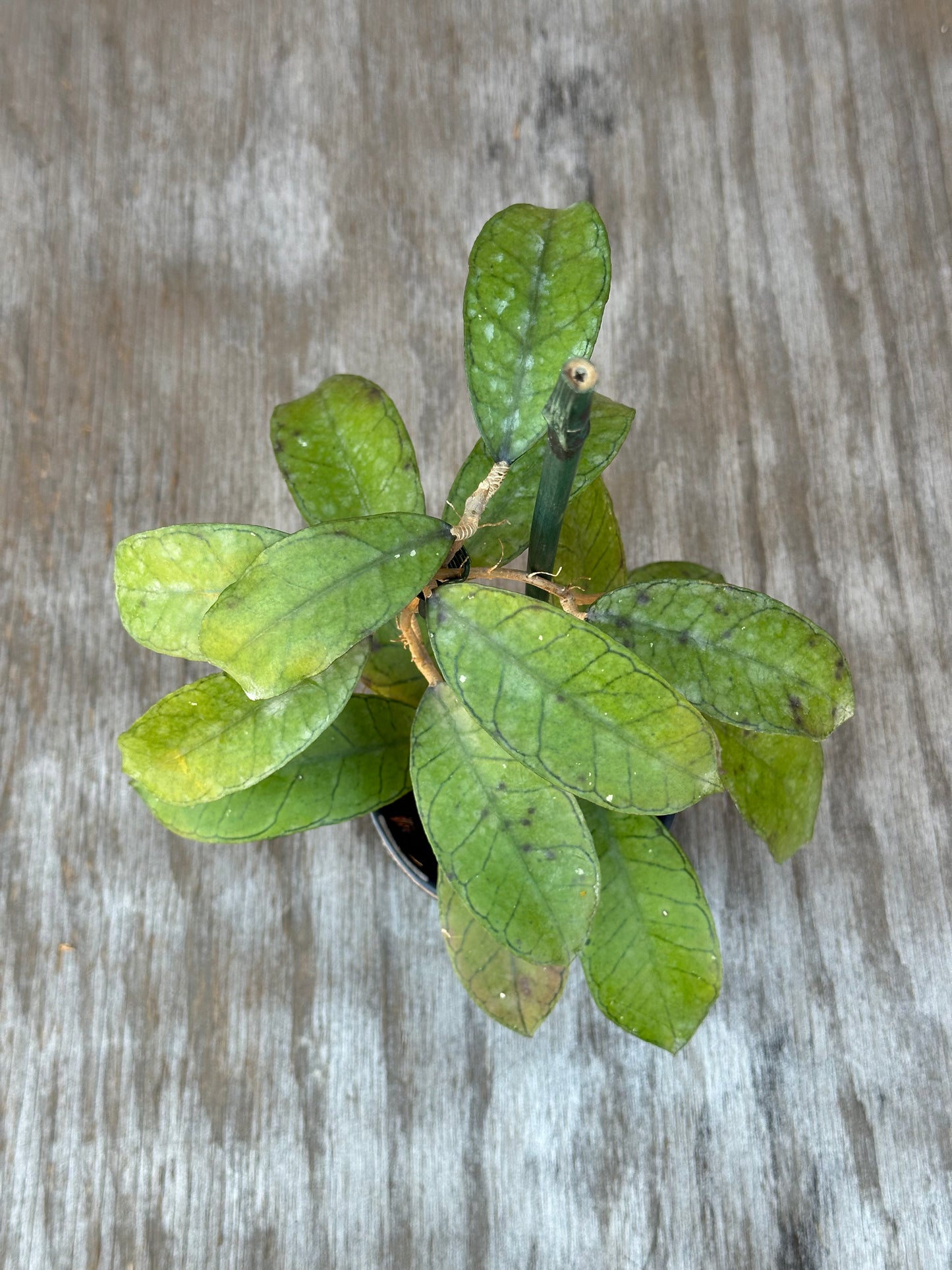 Hoya sp. Ganung Gading staked in a 4-inch pot, showcasing close-up details of its green leaves and stems, ideal for exotic plant collectors.