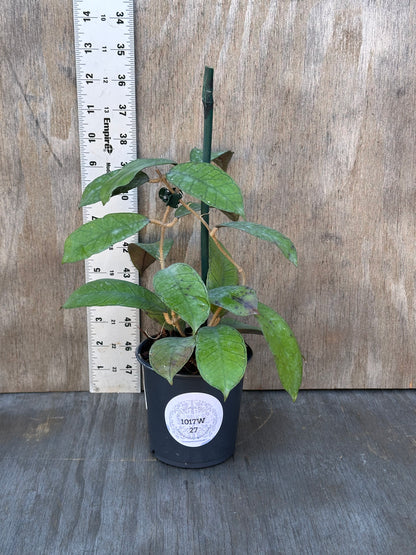 Hoya sp. Gangung Gading, staked in a 4-inch pot, showcasing lush leaves, ideal for collectors of exotic houseplants from Next World Exotics.