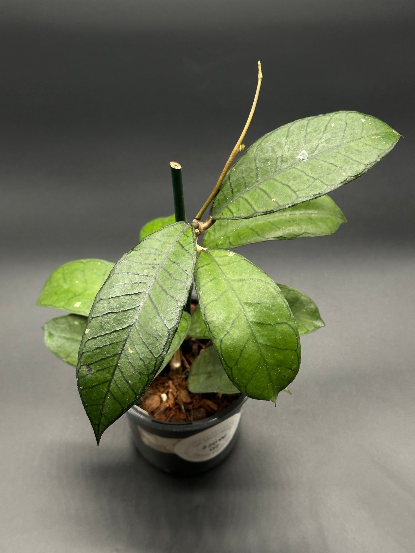 Hoya sp. Ganung Gading in a 2.25-inch pot, showcasing close-up views of vibrant leaves and stems, ideal for exotic houseplant enthusiasts.