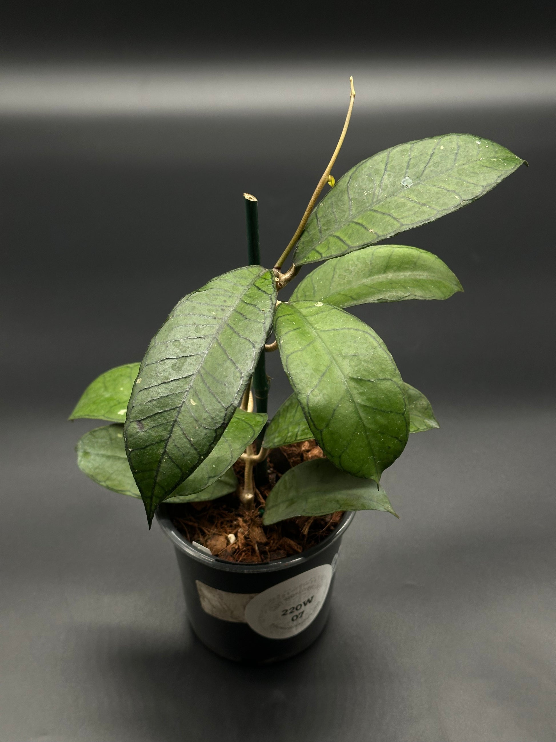 Hoya sp. Gangung Gading plant in a 2.25-inch pot, showcasing its distinct foliage, suitable for collectors and beginners of exotic houseplants.