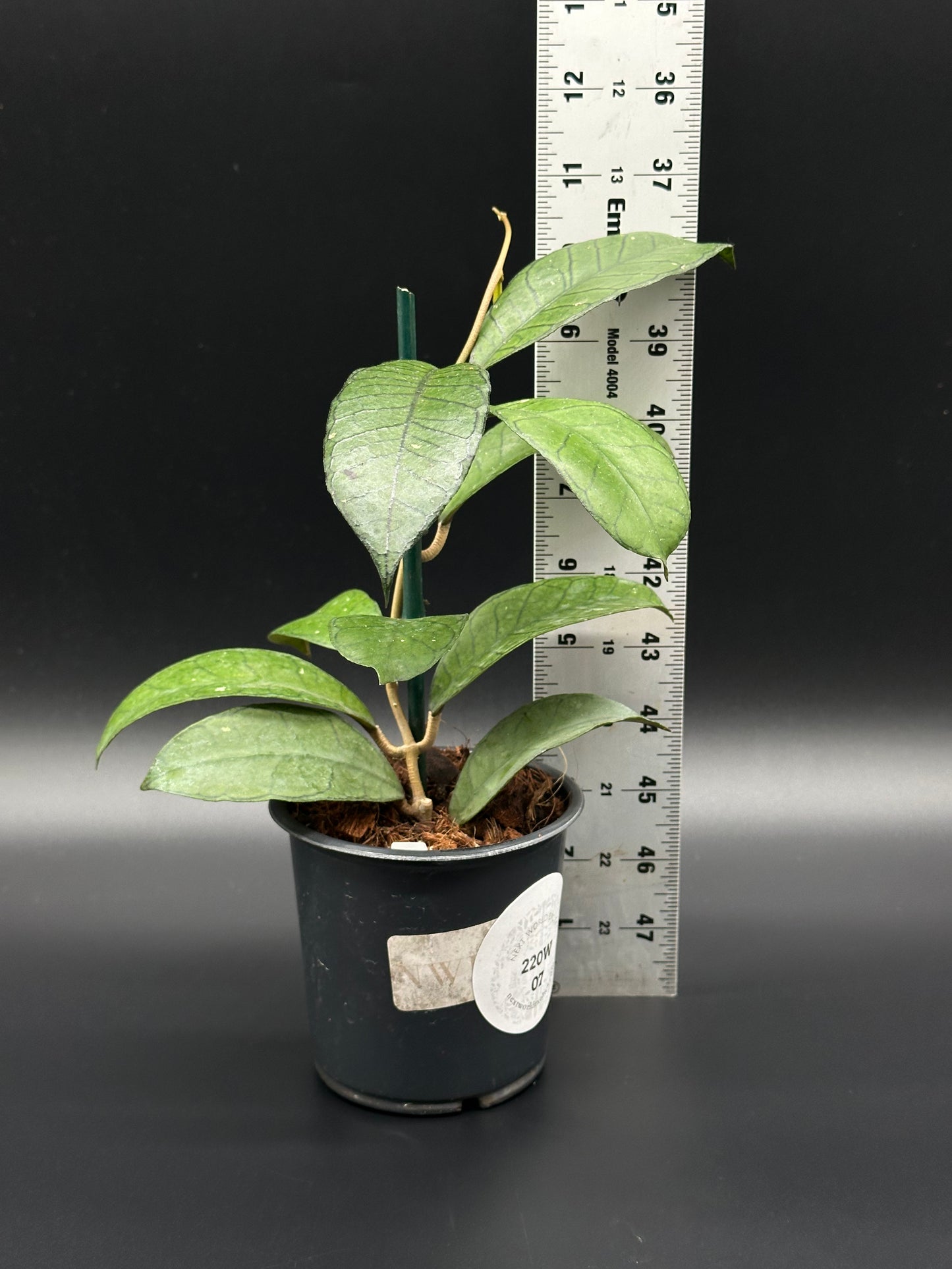 Hoya sp. Ganung Gading in a 2.25-inch pot, shown next to a ruler for scale, highlighted by its distinctive leaves.