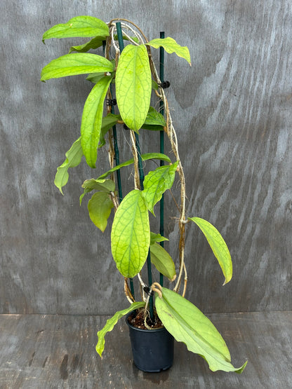Hoya SP 'Golden Eye' 803WEB022