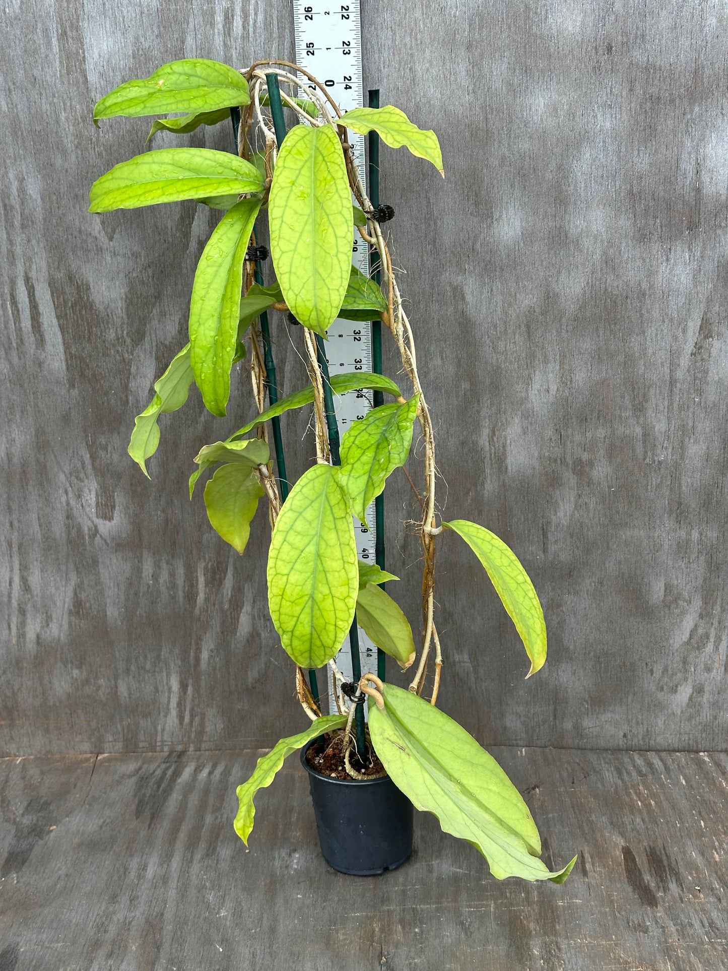 Hoya SP 'Golden Eye' 803WEB022