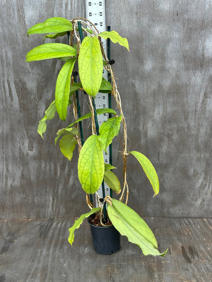 Hoya SP 'Golden Eye' 803WEB022