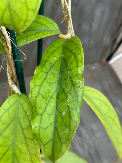 Hoya SP 'Golden Eye' 803WEB022