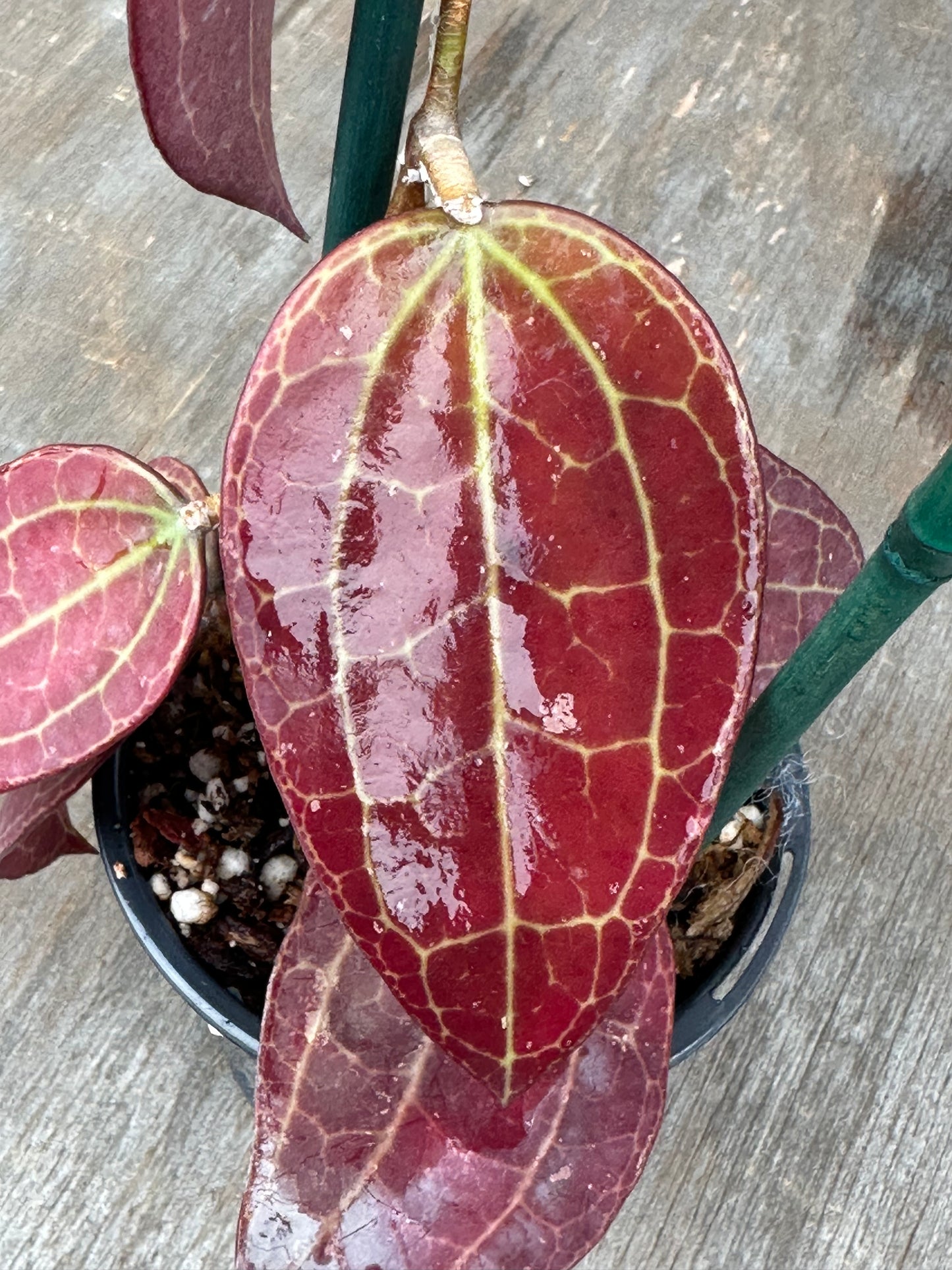 Hoya SP IV From WMZ SRQ 3066 803WEB021