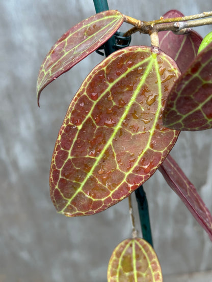 Hoya SP IV From WMZ SRQ 3066 803WEB021