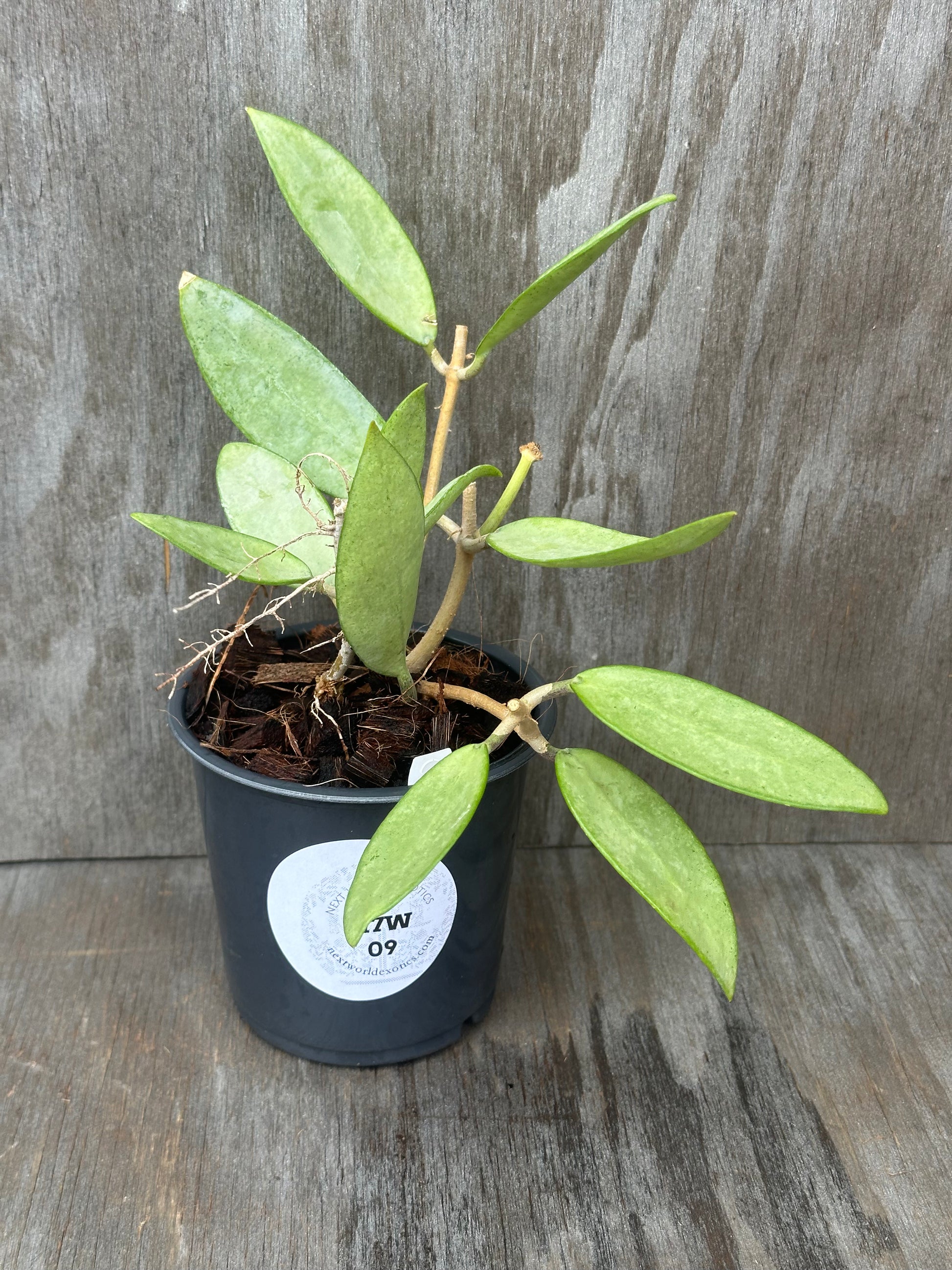 Hoya sp. 'Silver Lady' (117W09) in a decorative pot, showcasing lush foliage. Ideal for collectors of exotic houseplants from Next World Exotics.