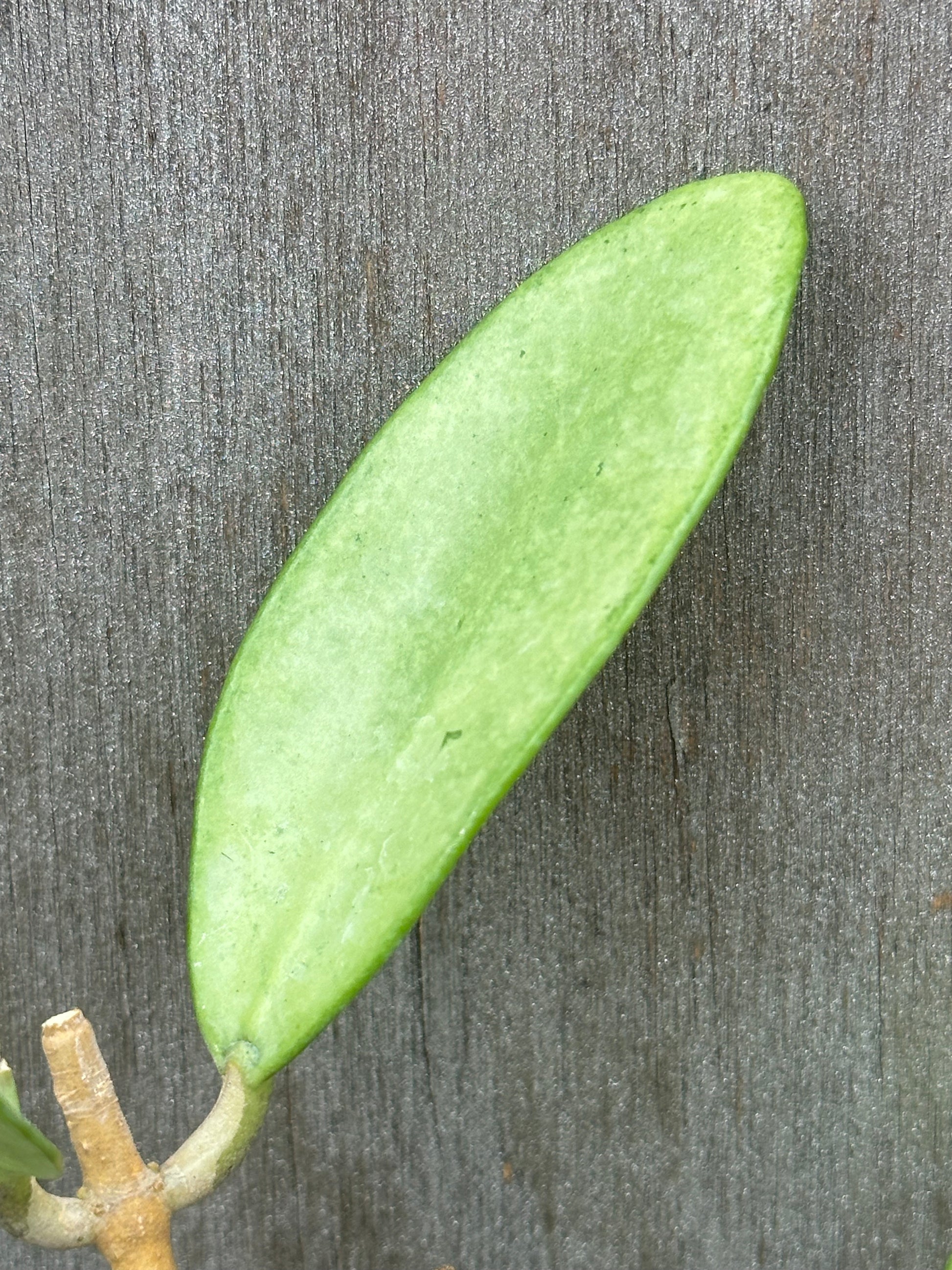 Close-up of Hoya sp. 'Silver Lady', showcasing its unique leaf structure, ideal for plant enthusiasts seeking rare tropical houseplants from Next World Exotics.