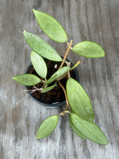 Hoya sp. 'Silver Lady' in a pot, showcasing variegated leaves. Part of Next World Exotics' rare tropical houseplants collection. Ideal for collectors or beginners.