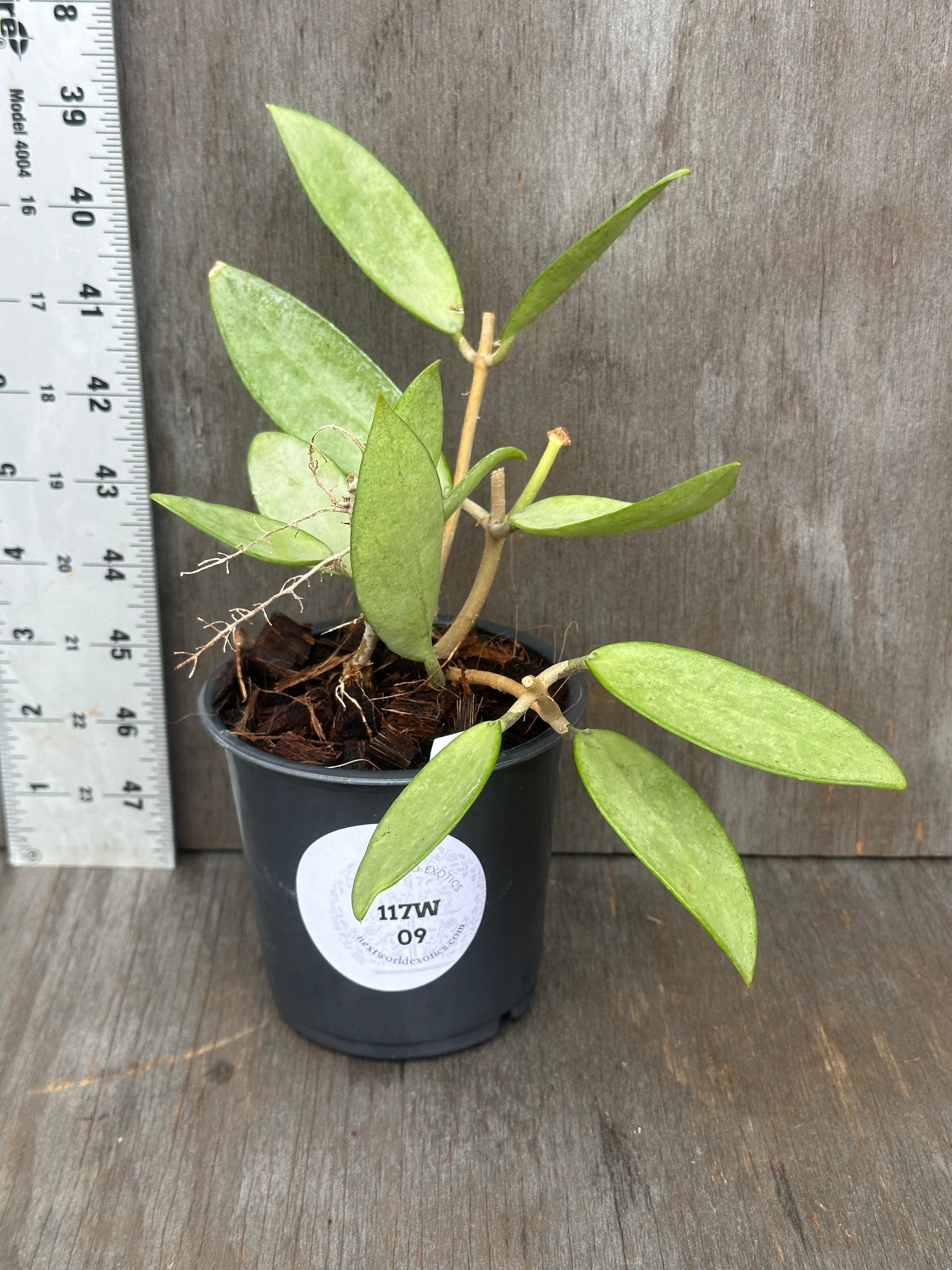 Hoya sp. 'Silver Lady' in a pot, showcasing its lush foliage and intricate leaf patterns, ideal for both novice and expert plant collectors.