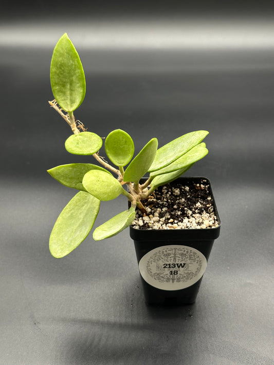 Hoya sp. 'Silver Lady' in a 4-inch pot, showcasing its unique foliage, ideal for collectors of exotic houseplants at Next World Exotics.