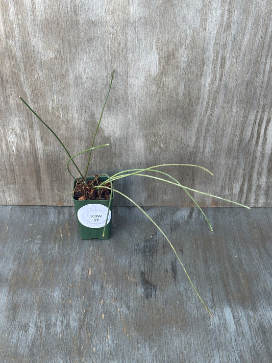 Hoya Spartioides (103W29) growing in a 2.25 square pot, featuring green foliage and visible roots, placed on a wooden surface.