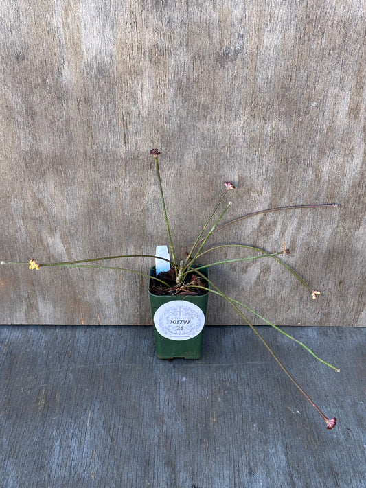 Hoya Spartioides (1017W26) in a 2.25-inch square pot, featuring a green container with a white label, placed on a wood surface.