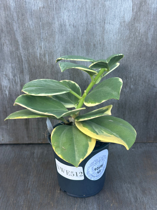 Hoya Subquintuplinervis 'Round Leaf' Albomarginata in a 4-inch pot with thick, robust leaves featuring white edges, ready for a new home.