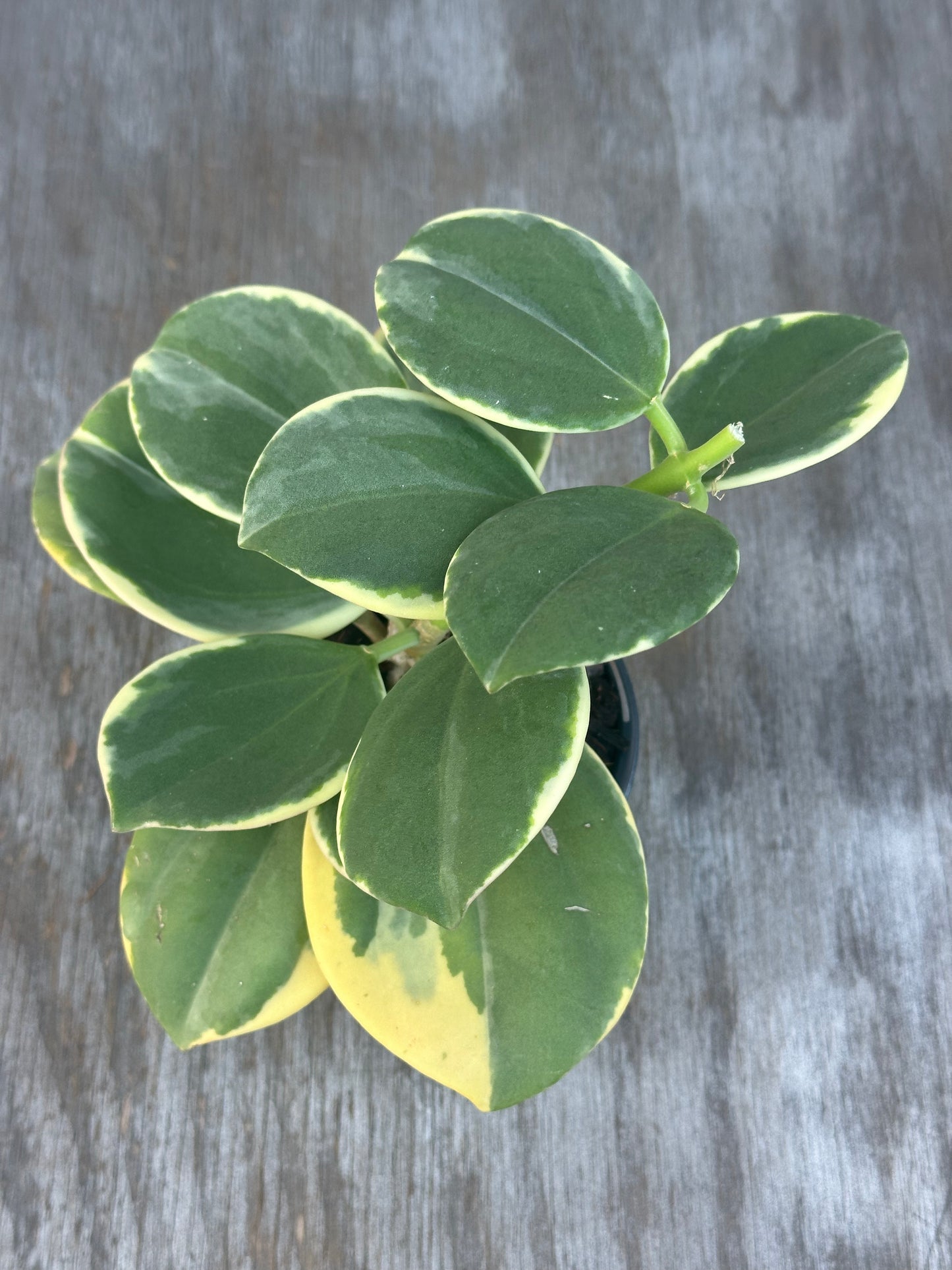 Hoya Subquintuplinervis 'Round Leaf' Albomarginata in a 4-inch pot, featuring thick, green leaves with white edges.