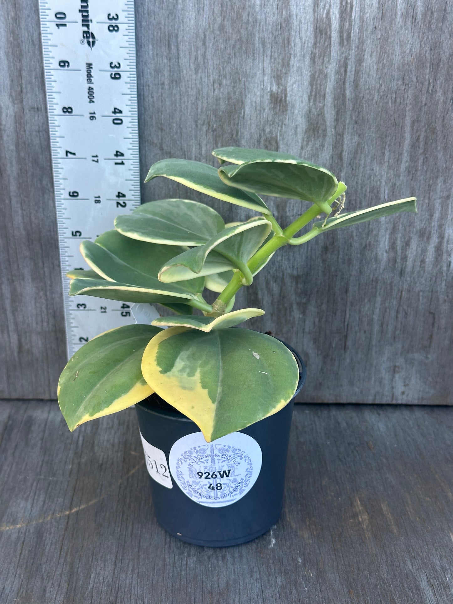 Hoya Subquintuplinervis 'Round Leaf' Albomarginata in a 4-inch pot, showcasing thick, robust leaves with white edges.