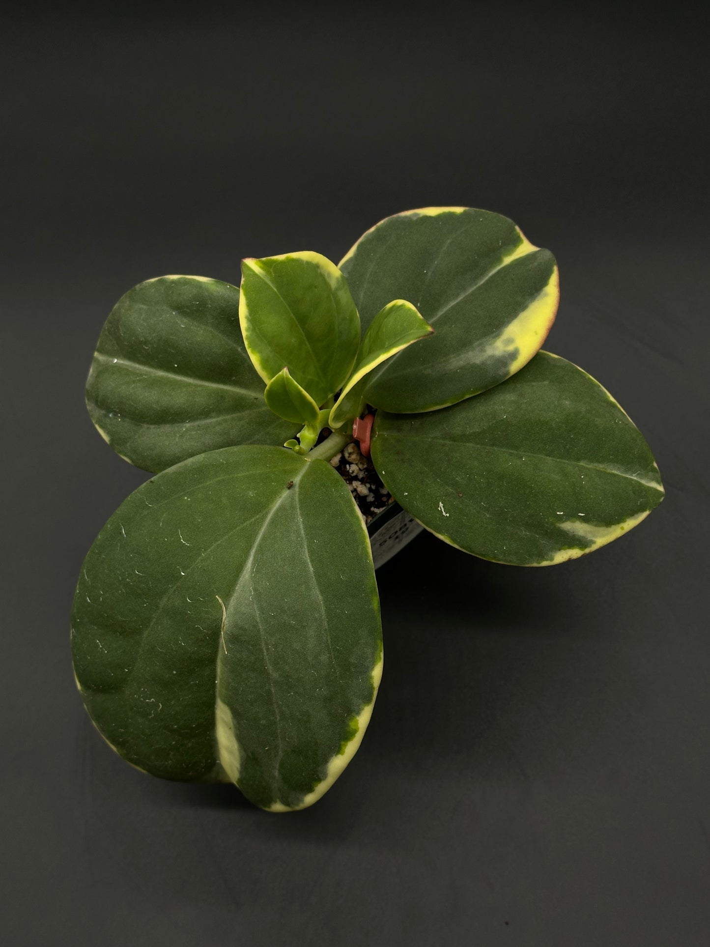 Hoya Subquintuplinervis 'Long Leaf' Albomarginata in a 4-inch pot, showcasing thick leaves with white edges, ideal for adding fragrant blooms to your space.