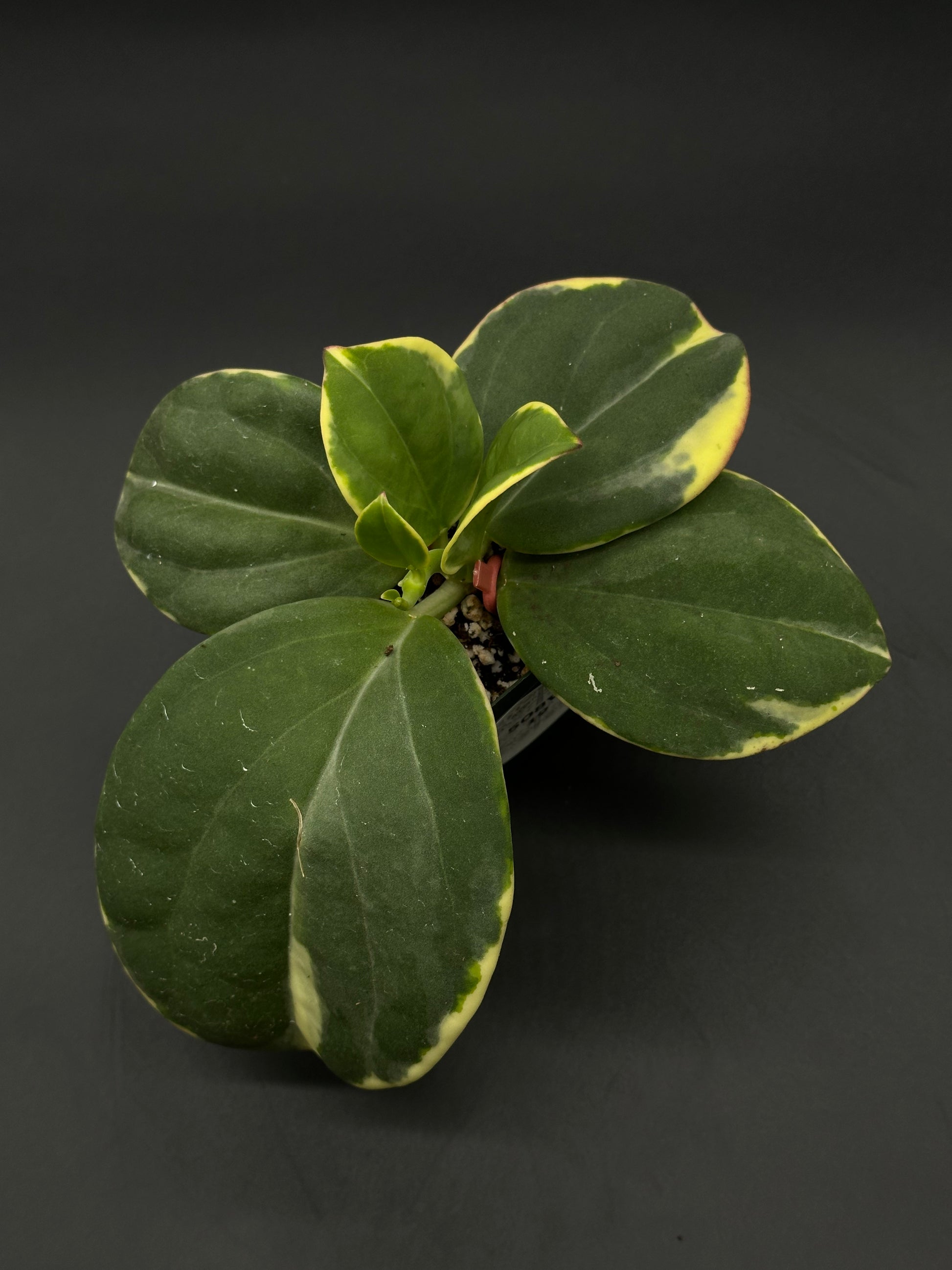 Hoya Subquintuplinervis 'Long Leaf' Albomarginata in a 4-inch pot, showcasing thick leaves with white edges, ideal for adding fragrant blooms to your space.