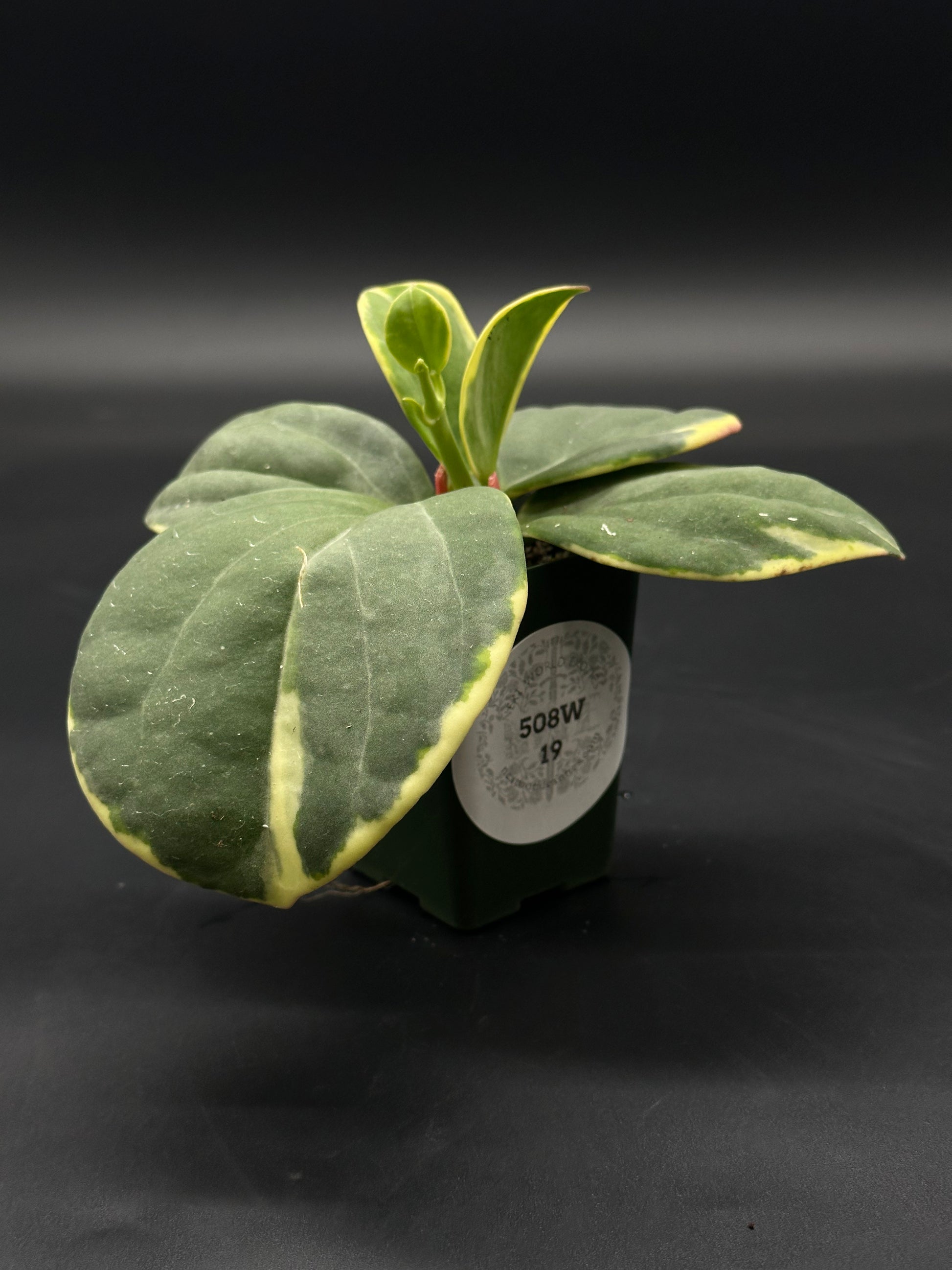 Hoya Subquintuplinervis 'Long Leaf' Albomarginata in a 4-inch pot, showcasing elongated, thick leaves with white edges, ideal for bright light conditions.