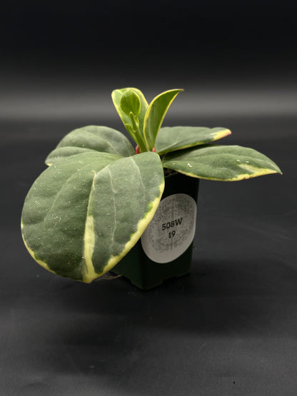 Hoya Subquintuplinervis 'Long Leaf' Albomarginata in a 4-inch pot, showcasing elongated, thick leaves with white edges, ideal for bright light conditions.