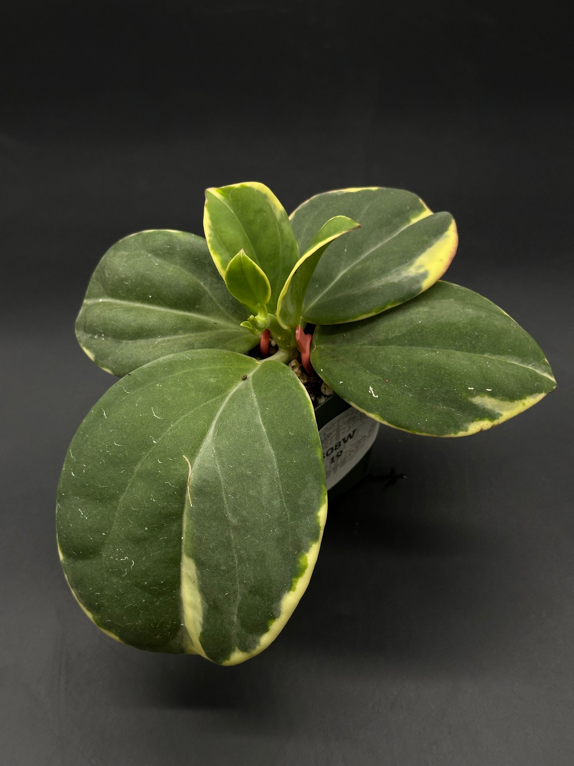 Hoya Subquintuplinervis 'Long Leaf' Albomarginata in a 4-inch pot, featuring thick, elongated leaves with white edges, ready for a new home.