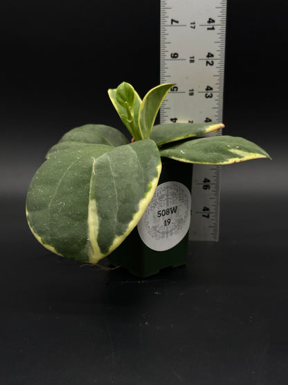 Hoya Subquintuplinervis 'Long Leaf' Albomarginata in a 4-inch pot, featuring elongated, thick leaves with white edges, ideal for easy-care and fragrant blooms.