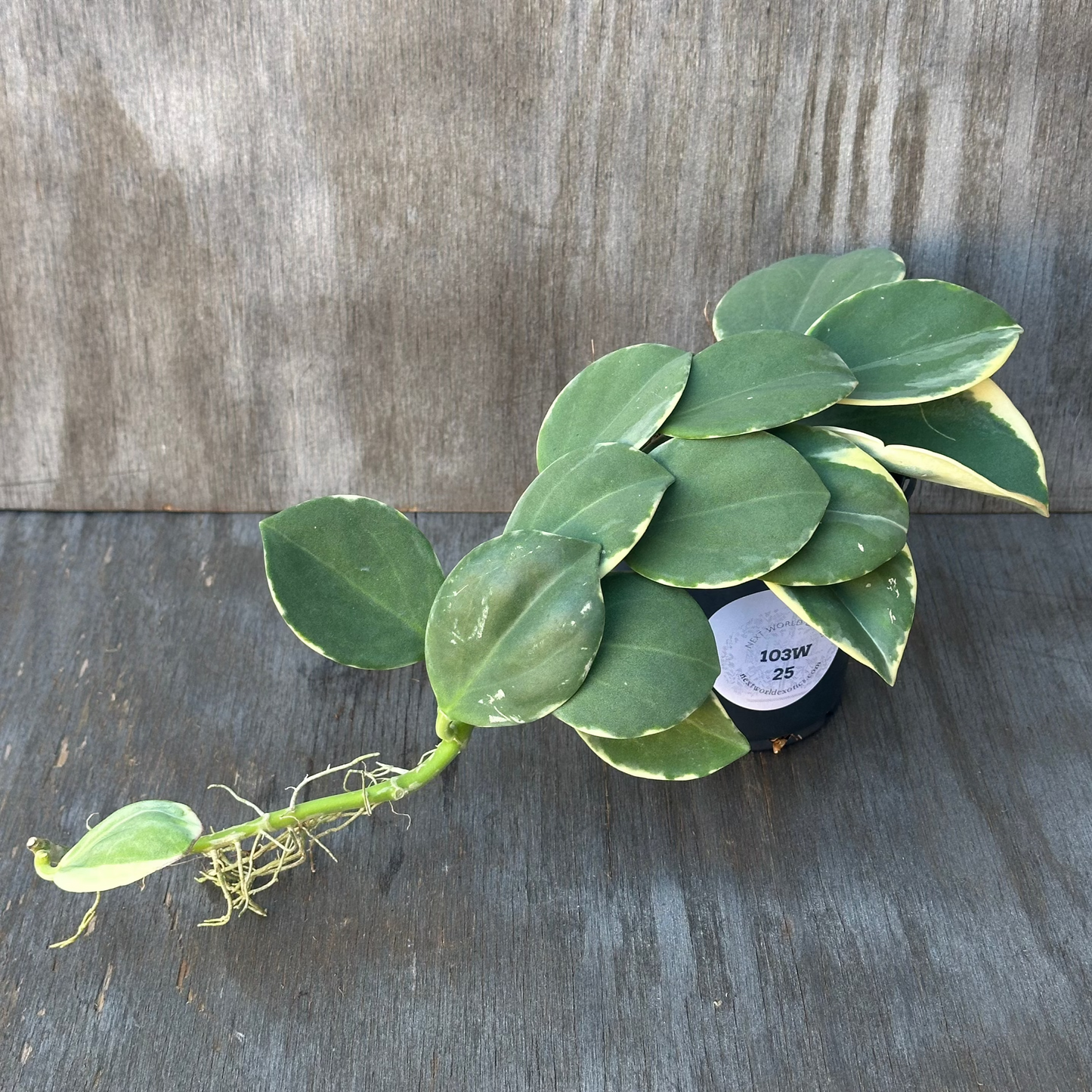 Hoya Subquintuplinervis (formerly Pachyclada) 'Long Leaf' Albomarginata in a 4-inch pot, displaying thick, elongated leaves with white edges on a wooden surface.