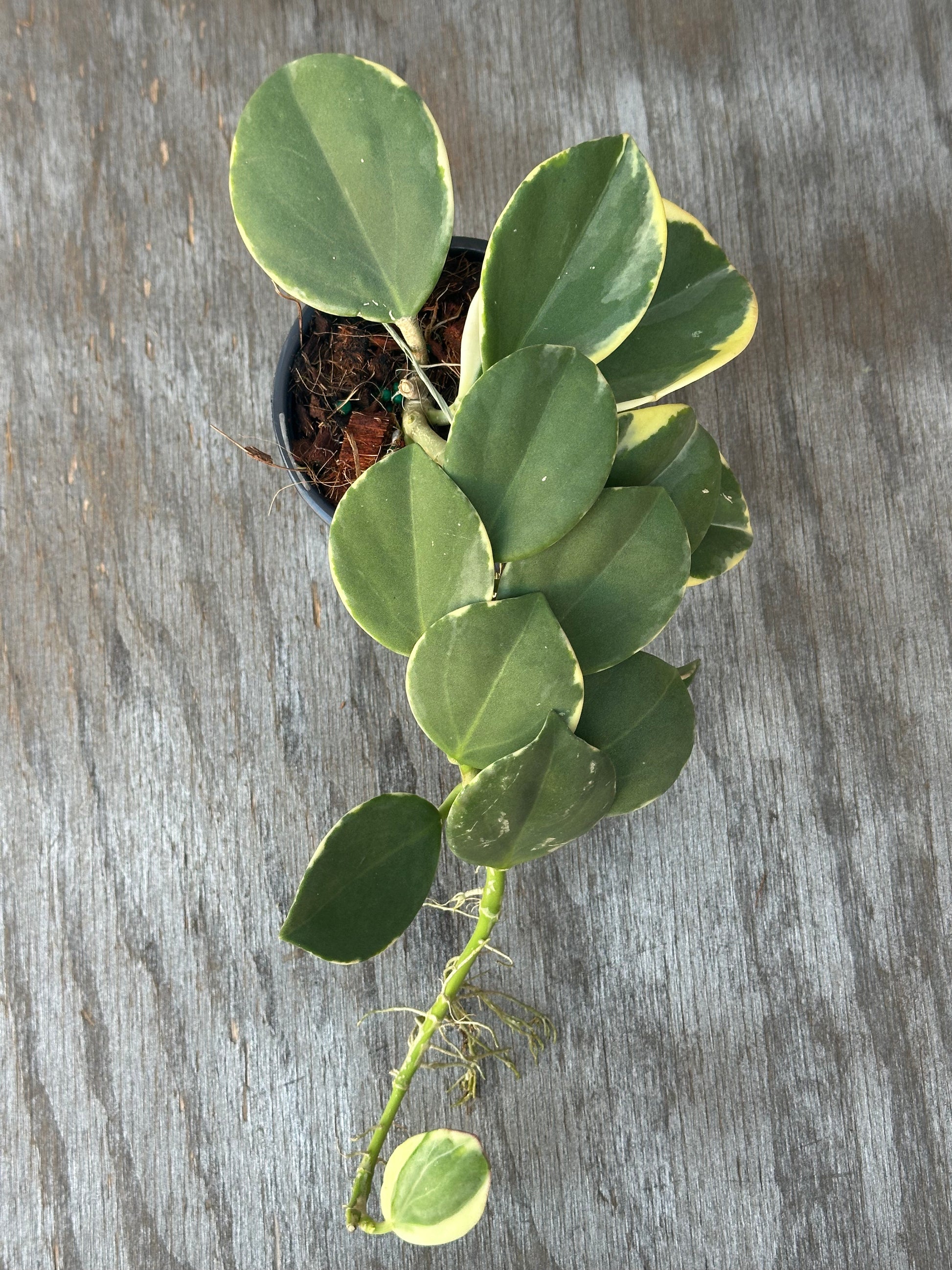 Hoya Subquintuplinervis (formerly Pachyclada) 'Long Leaf' Albomarginata in a 4-inch pot, showcasing its thick, elongated leaves with white edges.