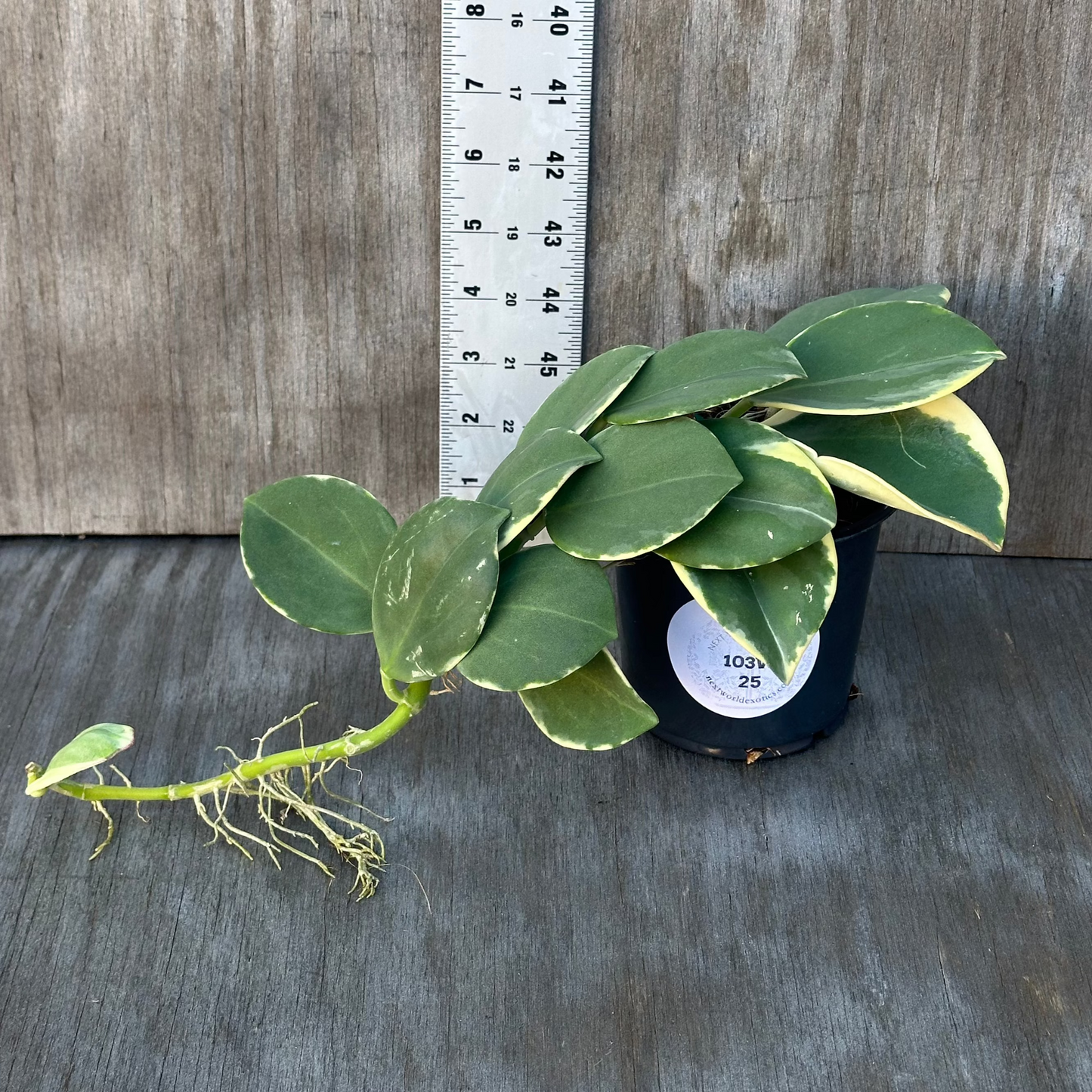 Hoya Subquintuplinervis 'Long Leaf' Albomarginata in a 4-inch pot next to a ruler, showcasing its elongated, thick leaves with white edges.