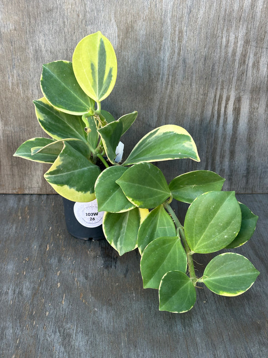 Hoya Subquintuplinervis (formerly Pachyclada) 'New Moon' Albomarginata in a 4 pot, showing variegated thick leaves with cream borders and potential pink-red hues.