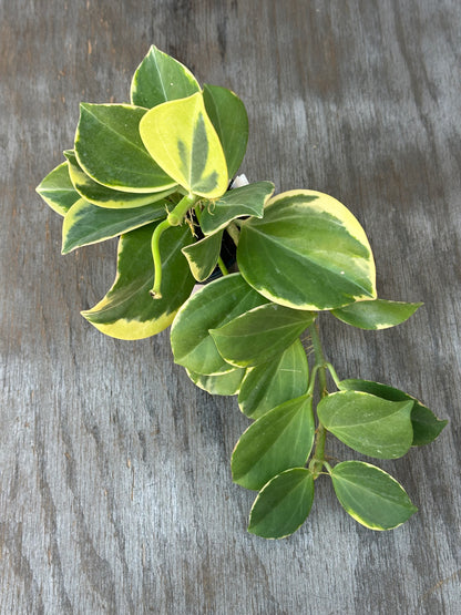 Hoya Subquintuplinervis 'New Moon' Albomarginata in a 4 pot with thick, semi-succulent leaves and cream-colored borders, showing close-up leaf details.