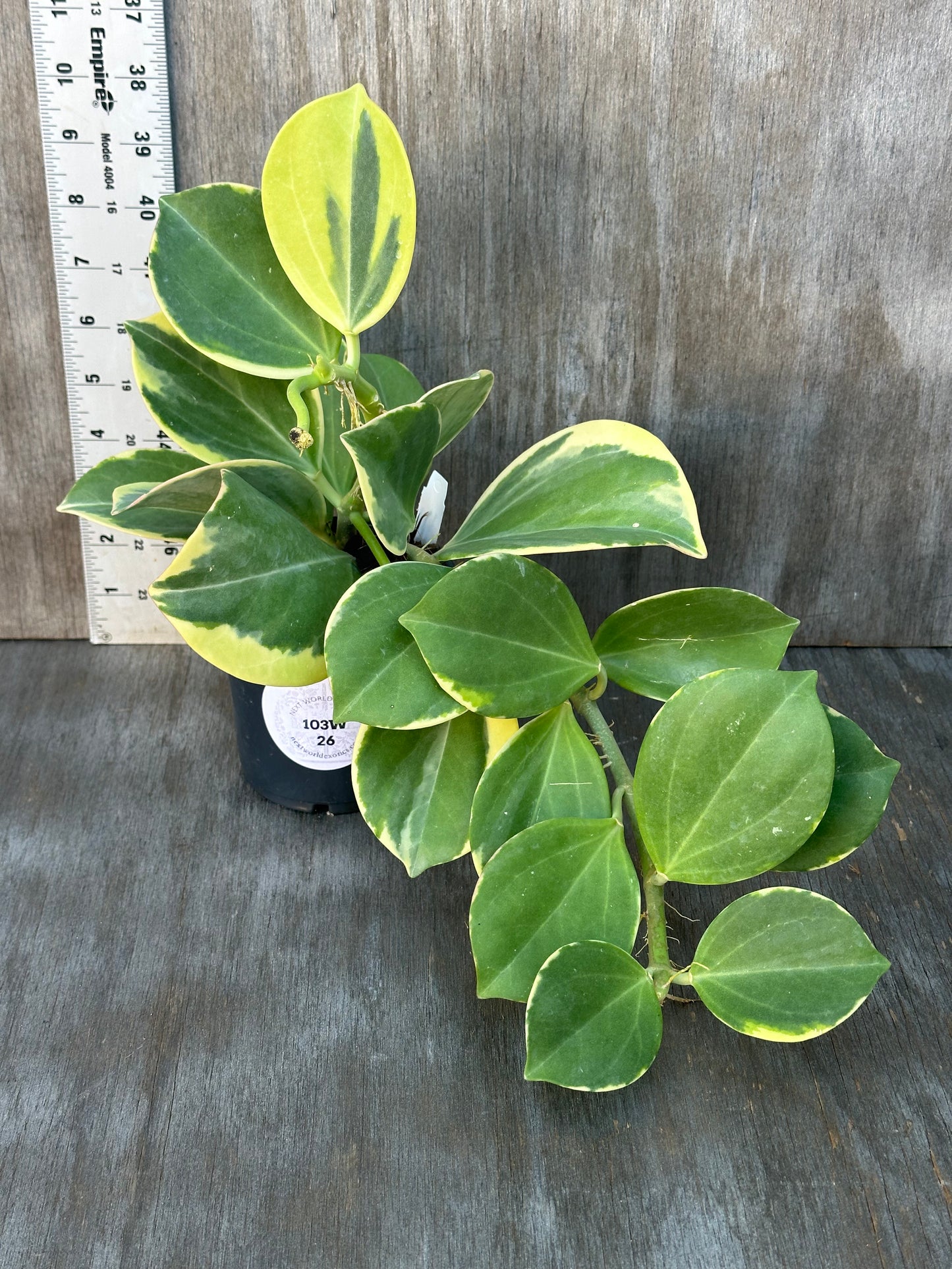 Hoya Subquintuplinervis 'New Moon' Albomarginata plant in a 4 pot, shown next to a ruler for size reference, featuring variegated leaves with cream borders.