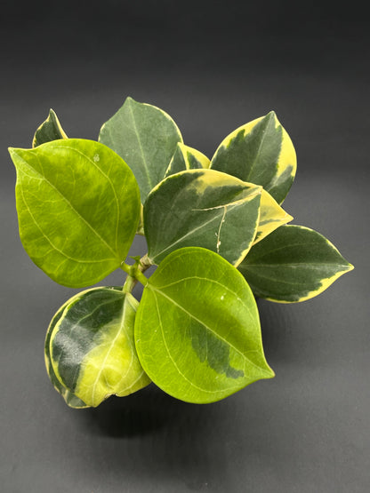 Hoya Subquintuplinervis 'New Moon' Albomarginata in a 4 pot, showcasing thick, variegated leaves with cream borders and potential pink to red hues.