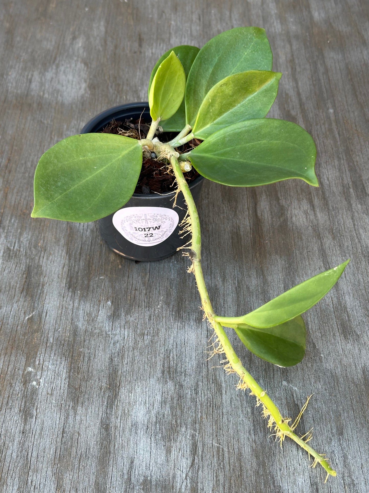 Hoya Subquintuplinervis 'Red Corona' in a 4-inch pot, featuring thick leaves with cream borders and potential pink to red hues.