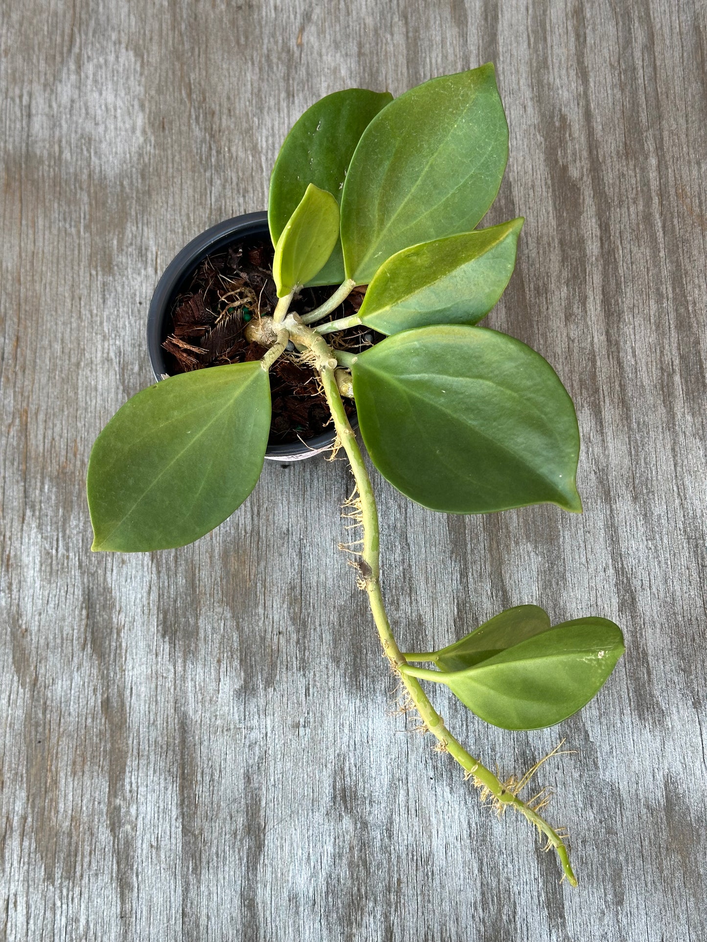 Hoya Subquintuplinervis (formerly Pachyclada) 'Red Corona' in 4-inch pot, features thick, semi-succulent leaves with cream borders and potential pink-red hues.