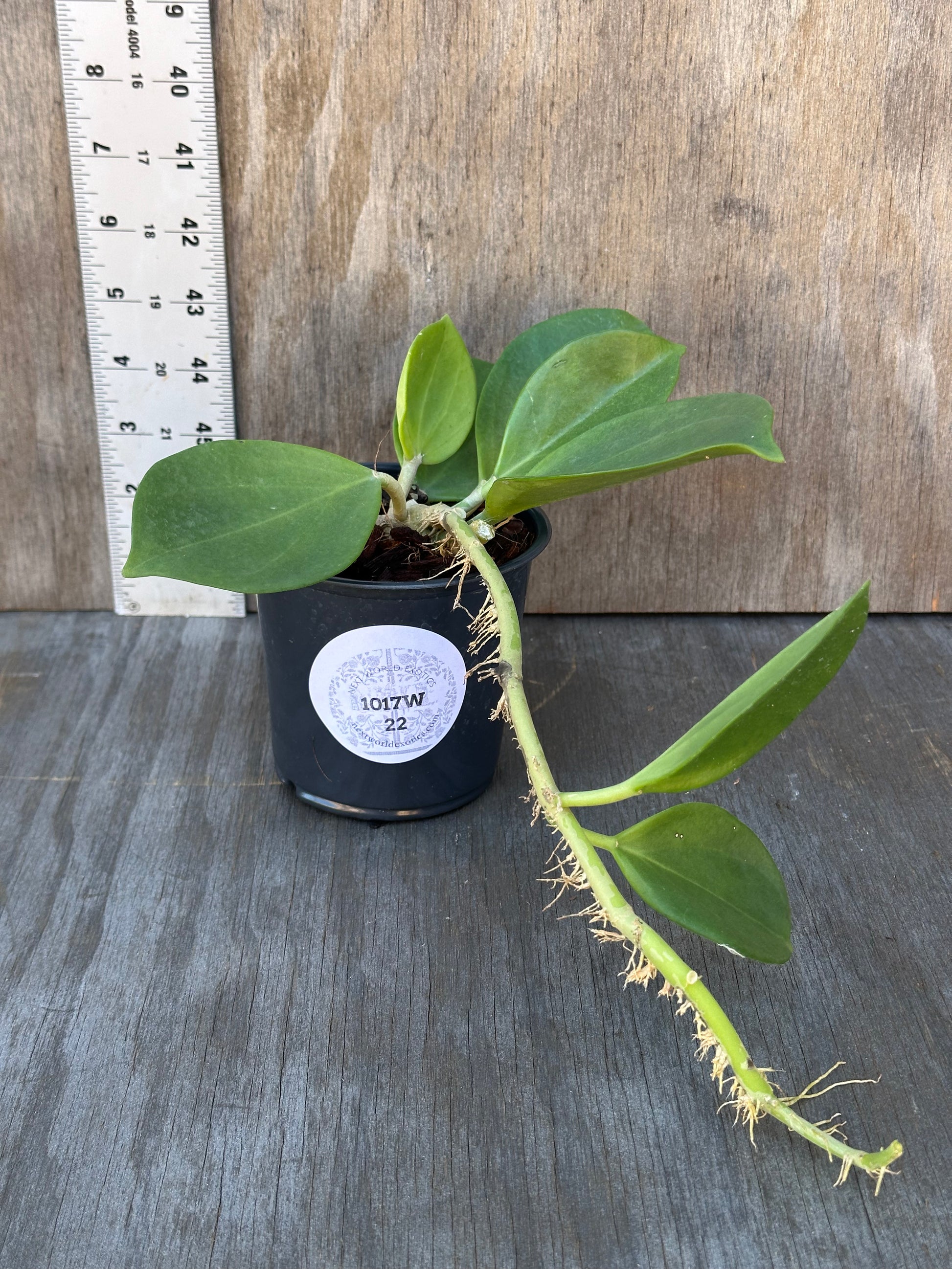 Hoya Subquintuplinervis 'Red Corona' (1017W22) in a 4-inch pot, featuring thick leaves with cream borders, showcasing variegation and potential pink to red hues.