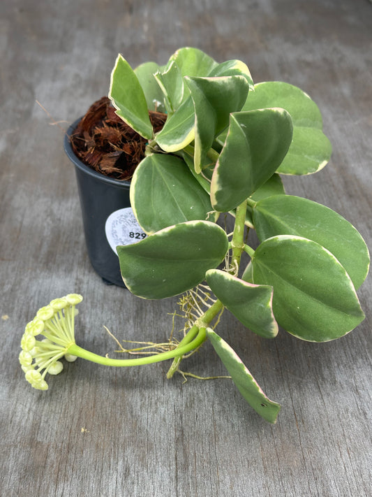 Hoya Subquintuplinervis 'Round Leaf' Albomarginata in a 4-inch pot, showcasing thick, elongated leaves with white edges, some turning pink in bright light.