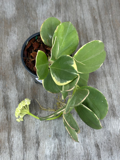 Hoya Subquintuplinervis (formerly Pachyclada) 'Round Leaf' Albomarginata in a 4-inch pot, showcasing thick leaves with white edges on a wooden surface.