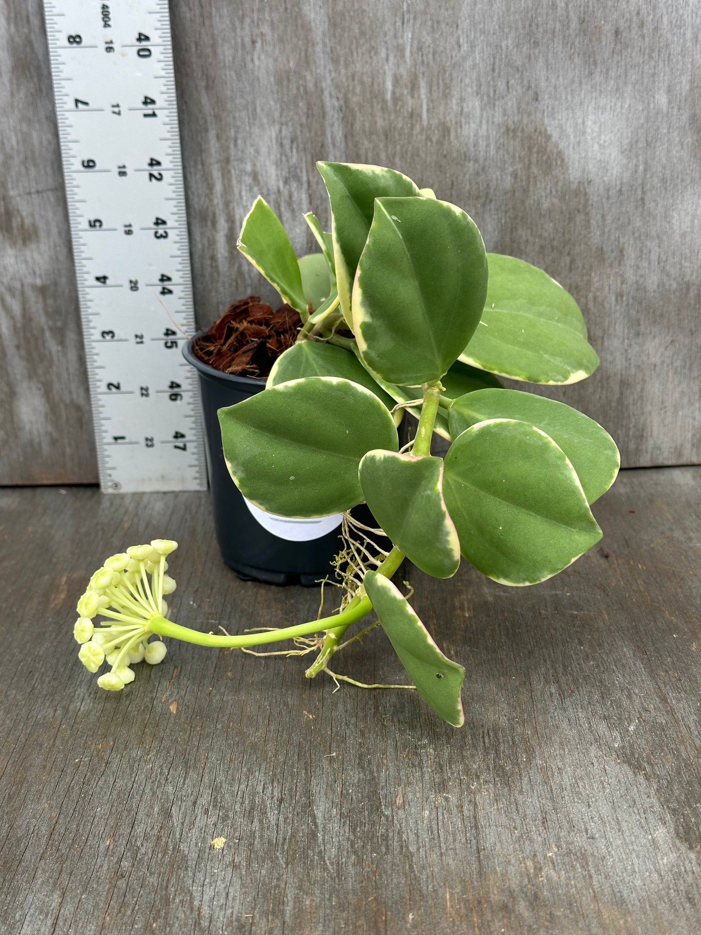 Hoya Subquintuplinervis 'Long Leaf' Albomarginata plant in a 4-inch pot next to a white ruler, showcasing its thick, elongated leaves with white edges.