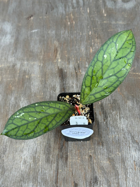 A small potted plant with two glossy green leaves featuring prominent dark veins, sitting on a weathered gray wooden surface. The plant is in a small black plastic pot with a white label.