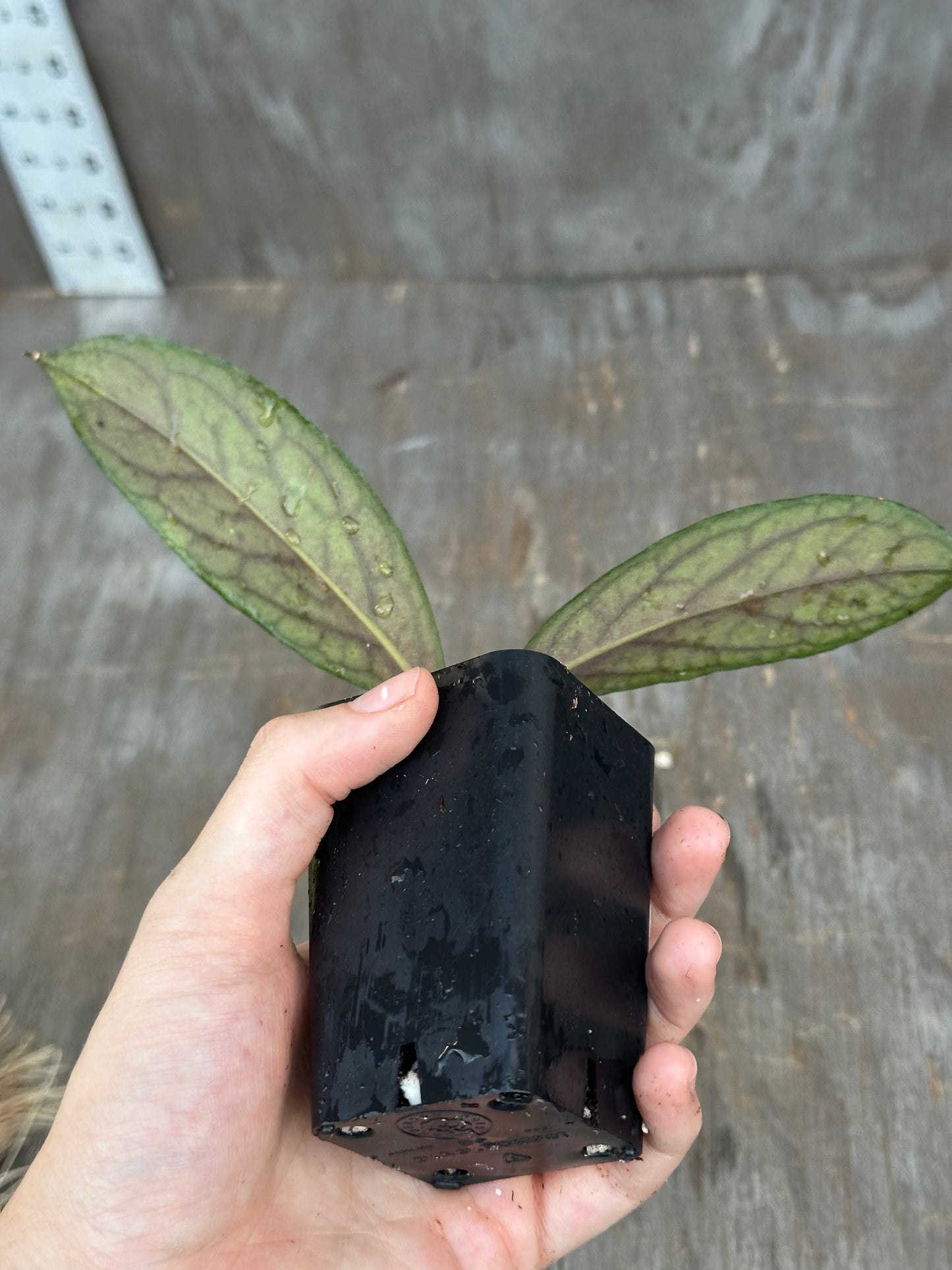 Hoya Tanggamus 'Limau Kapas' 727WEB055