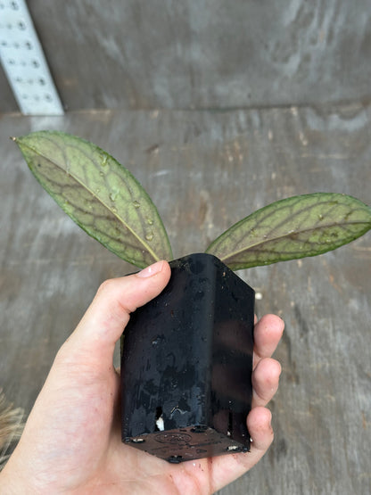 Hoya Tanggamus 'Limau Kapas' 727WEB055