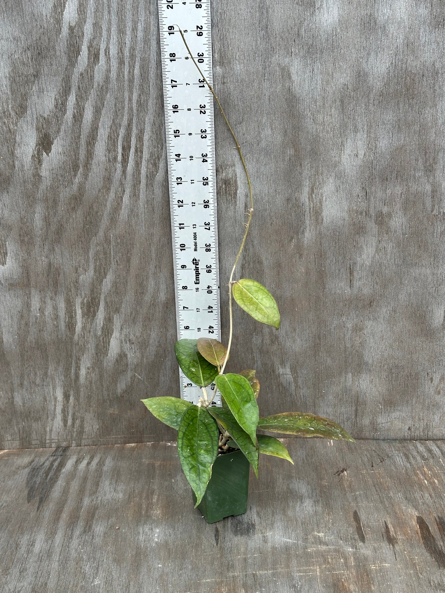Hoya 'Tequila Sunrise MB1280' (Nicholsoniae x 'Golden Eye') 803WEB005