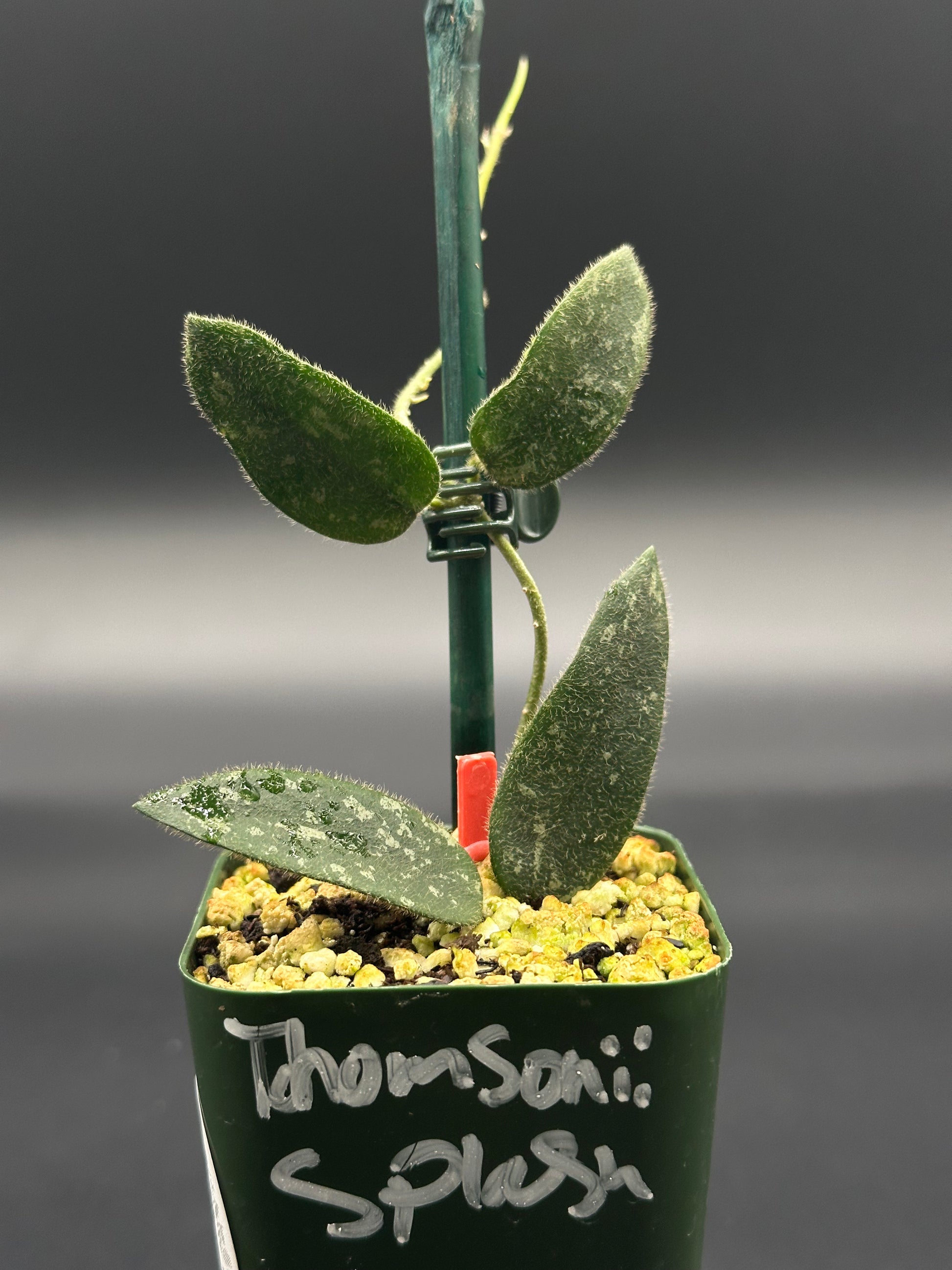 Hoya Thomsonii 'Splash' (26W05) – Next World Exotics Hoya Thomsonii 'Splash' (26W05) – Next World Exotics